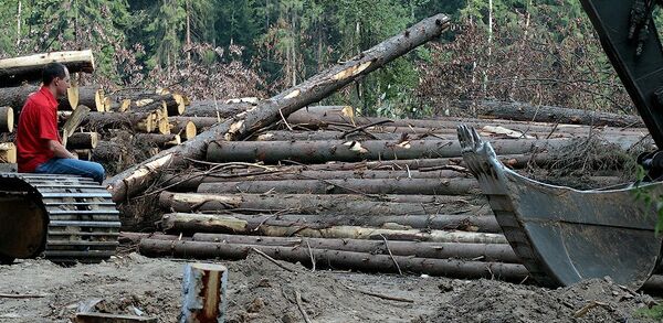 Химкинский лес - Sputnik Brasil