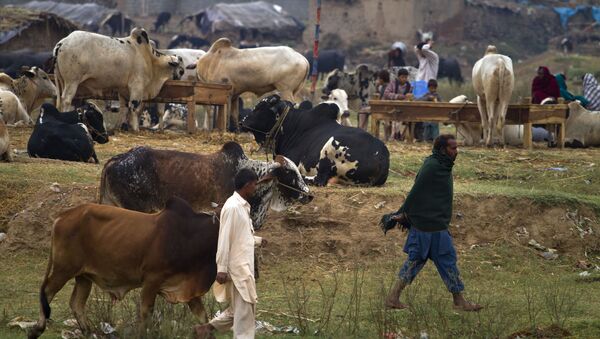 Vendedores levam vacas ao mercado no Paquistão - Sputnik Brasil