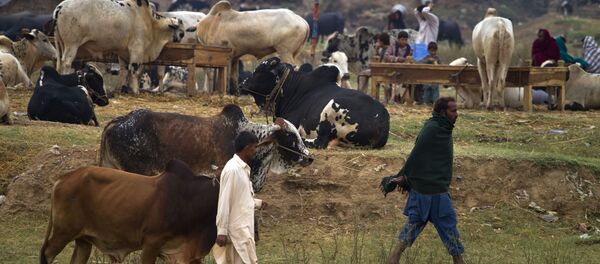 Vendedores levam vacas ao mercado no Paquistão - Sputnik Brasil
