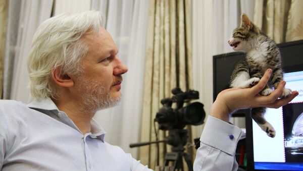 WikiLeaks founder Julian Assange holds up his new kitten at the Ecuadorian Embassy in central London, Britain, in this undated photograph released to Reuters on May 9, 2016 - Sputnik Brasil