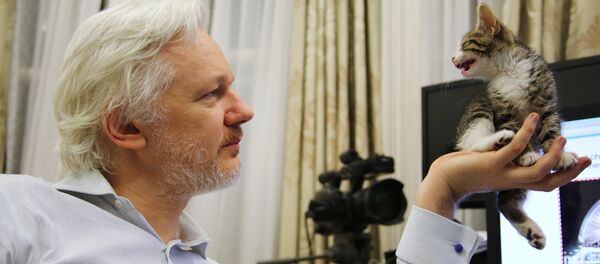 Julien Assange mostra seu gato na Embaixada do Equador em Londres - Sputnik Brasil