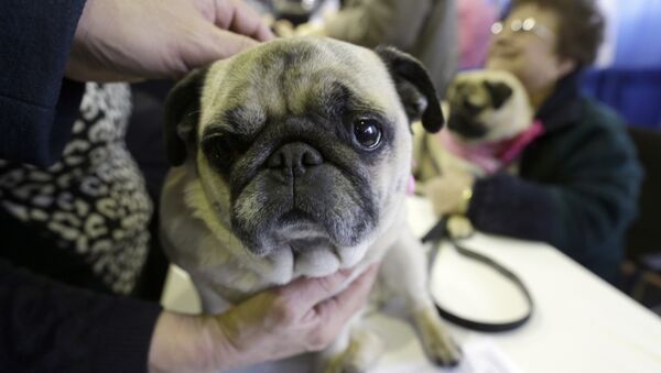 Um cão de raça pug - Sputnik Brasil