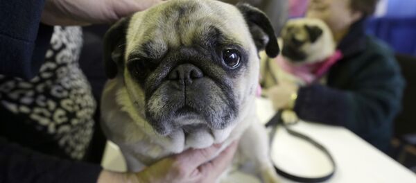 Um cão de raça pug - Sputnik Brasil
