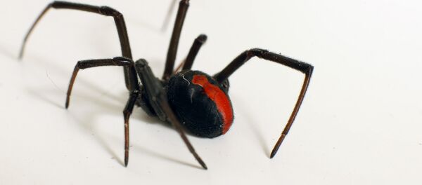 Uma aranha ‘viúva negra’ - Sputnik Brasil