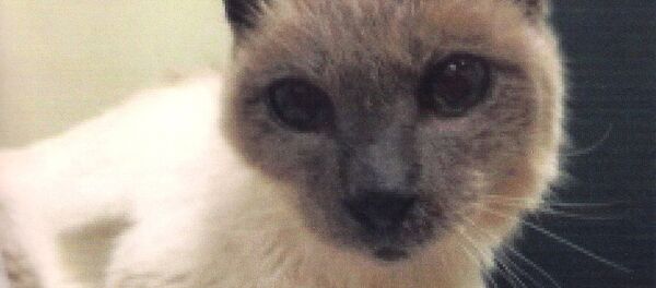 Siamese cat Scooter - Sputnik Brasil