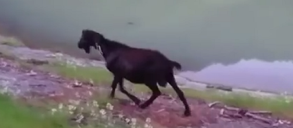 Bode chamado Obama - Sputnik Brasil