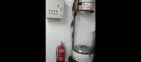 Animais domésticos completamente contrários a fofura - Sputnik Brasil