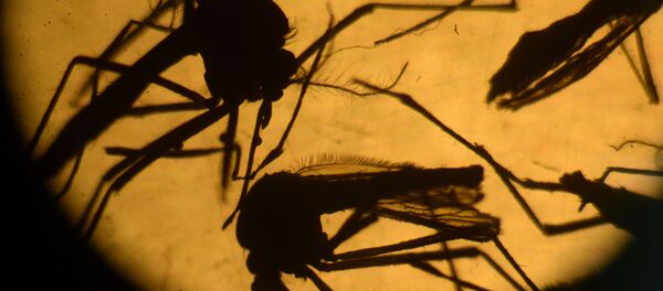 Mosquitos Aedes aegypti - Sputnik Brasil