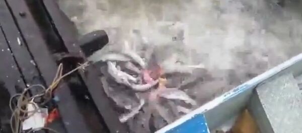 Feeding piranhas in a river in Brazil - Sputnik Brasil