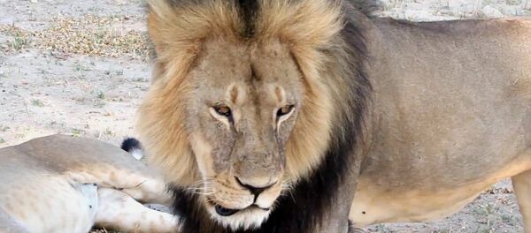 Leão - Sputnik Brasil