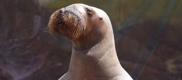 Morsa - Sputnik Brasil