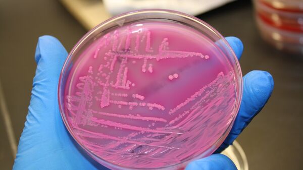 a bactéria E. coli (imagem referencial) - Sputnik Brasil