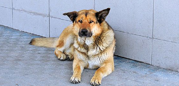 Hachiko russo - Sputnik Brasil