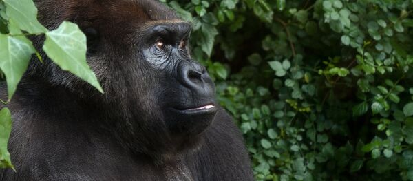 Gorila - Sputnik Brasil