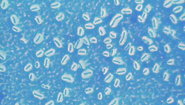 Bacteria - Sputnik Brasil
