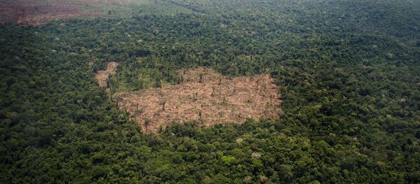 Floresta Amazônica. - Sputnik Brasil