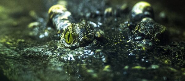 Jacaré no terrário de Moscou - Sputnik Brasil