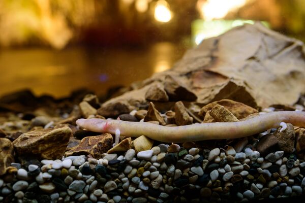 Proteus anguinus na caverna de Postojna, Eslovênia, abril de 2016 - Sputnik Brasil