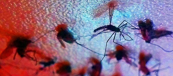 Governo Federal libera R$ 65 milhões para reforçar estudos de combate ao vírus Zika - Sputnik Brasil