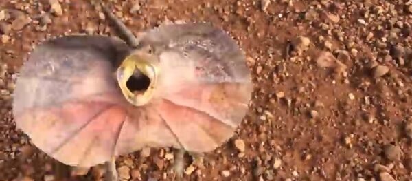 Este criatura parece o dinossauro do Parque Jurássico - Sputnik Brasil