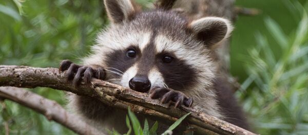 Um guaxinim - Sputnik Brasil