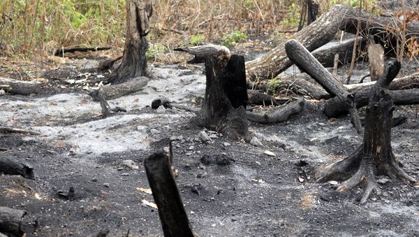 Reserva da biosfera maia, 5 de junho de 2016 - Sputnik Brasil