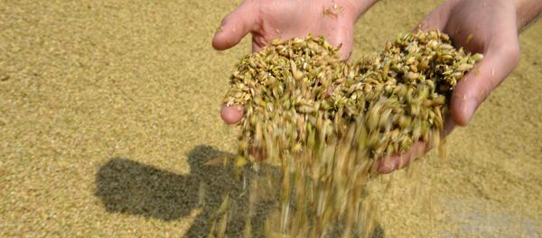 Grain squashed during crop harvesting Grain squashed during crop harvesting - Sputnik Brasil