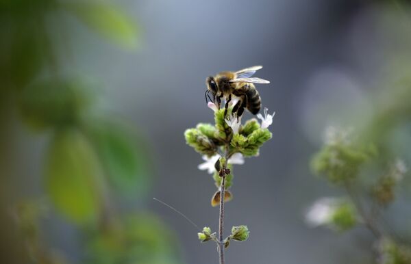Radiação de celulares pode ser causa de dramática diminuição de insetos, avaliam cientistas Radiação de celulares pode ser causa de dramática diminuição de insetos, avaliam cientistas - Sputnik Brasil