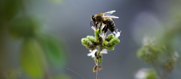 Abelha - Sputnik Brasil
