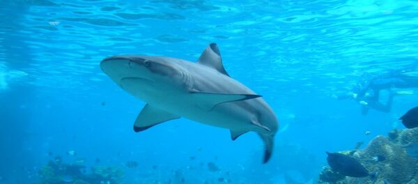 Tubarão - Sputnik Brasil