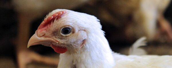 Galinha - Sputnik Brasil