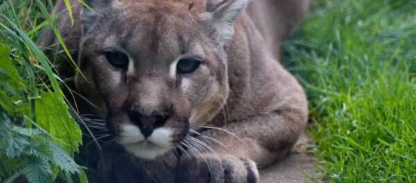 Puma preparado para atacar (imagem referencial) - Sputnik Brasil