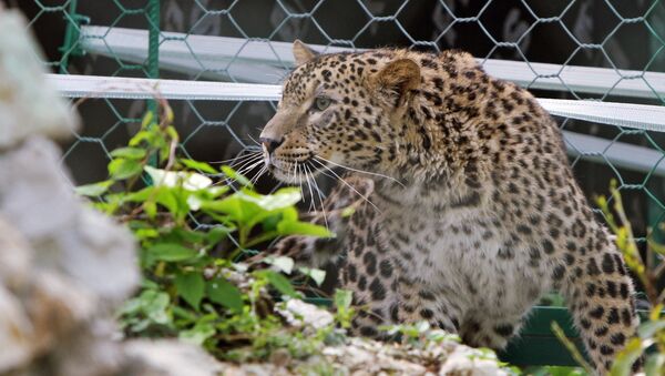 Hembra de leopardo de Persia en el parque zoológico de Sochi - Sputnik Brasil
