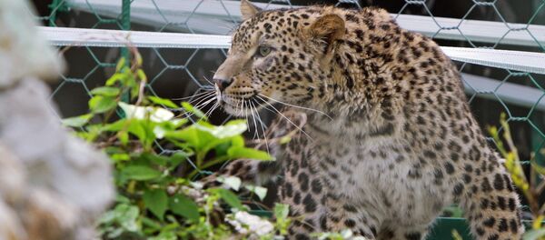 Fêmea de leopardo-da-Pérsia no zoológico de Sochi - Sputnik Brasil