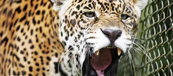 Onça - Sputnik Brasil