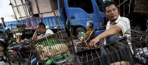 Matadouros de cachorros na China - Sputnik Brasil