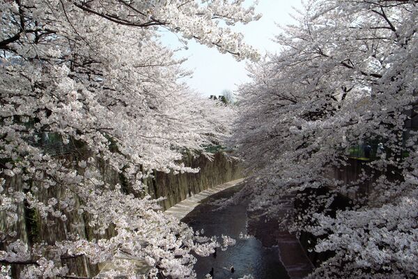 Sakura floresce no Japão - Sputnik Brasil