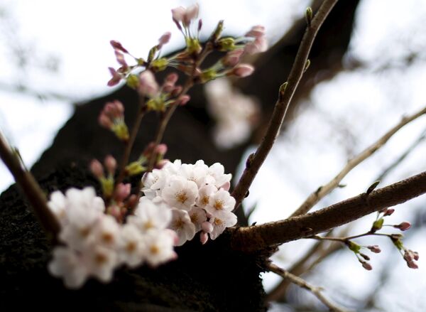 Sakura floresce no Japão - Sputnik Brasil