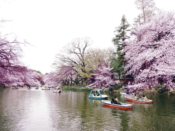 Sakura floresce no Japão - Sputnik Brasil