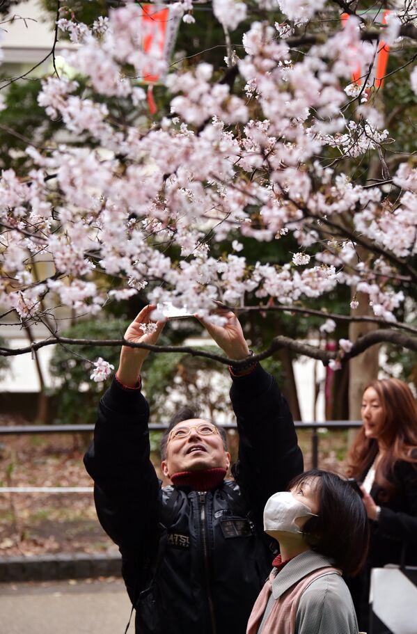 Sakura floresce no Japão - Sputnik Brasil