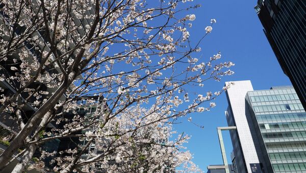 Sakura floresce no Japão - Sputnik Brasil