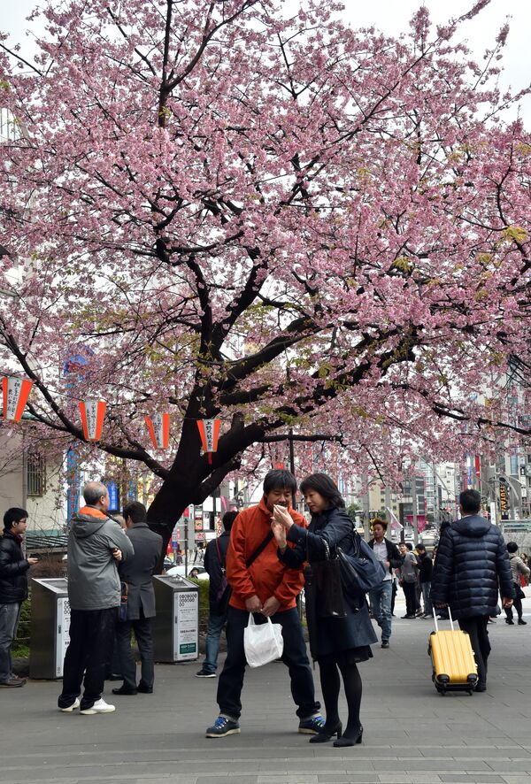 Sakura floresce no Japão - Sputnik Brasil