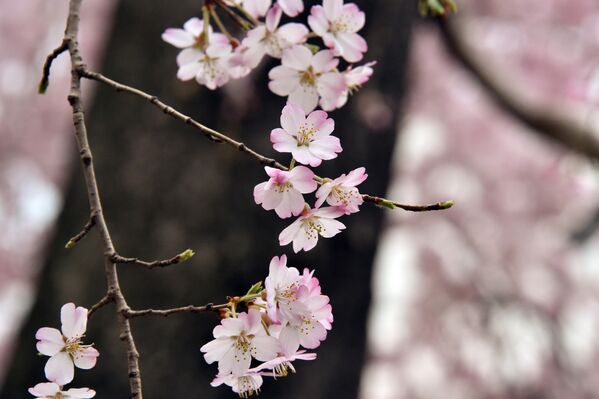 Sakura floresce no Japão - Sputnik Brasil