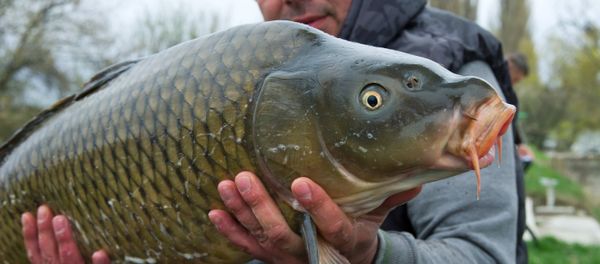 Participante do concurso de pesca mostra a peixe em Crimeia, Rússia, abril de 2016 Participante do concurso de pesca mostra a peixe em Crimeia, Rússia, abril de 2016 - Sputnik Brasil
