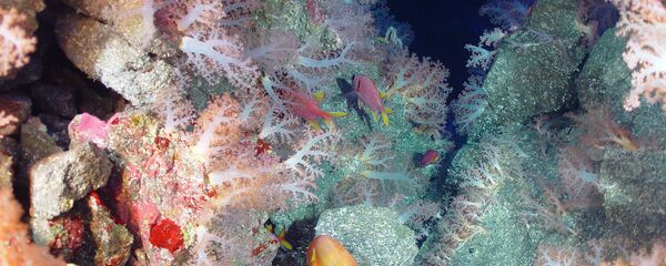 Paisagem submarina da Fossa das Marianas - Sputnik Brasil