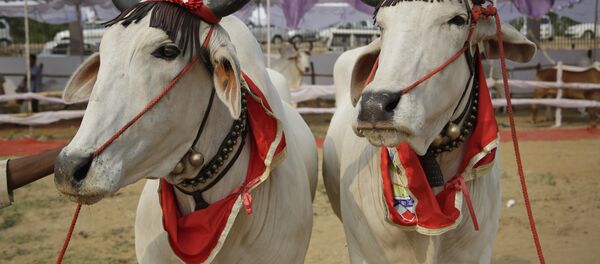 Vacas adornadas - Sputnik Brasil