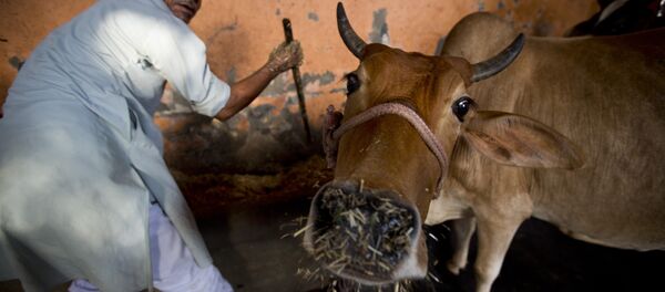 A worker feeds cows at a 'Gaushala' or shelter for cattle, in New Delhi, India. A worker feeds cows at a 'Gaushala' or shelter for cattle, in New Delhi, India. - Sputnik Brasil