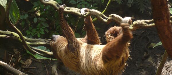 Bicho-preguiça - Sputnik Brasil