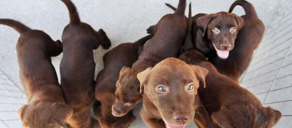 Cachorros - Sputnik Brasil