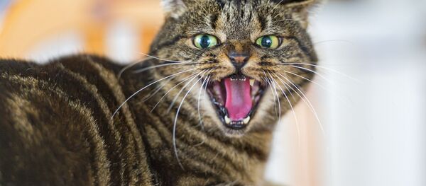 Um gato furioso. - Sputnik Brasil